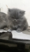 Persian kitten
